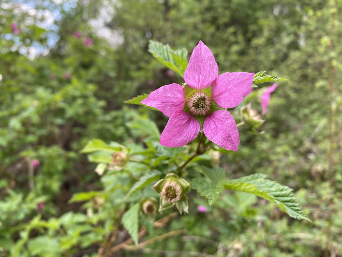 Happy Earth Day! We live in such a beautiful place, just look around and enjoy the beautiful sights, such as this flowering salmonberry! 🌸 #salmonberry #EarthDay2020 #lovethisplanet #pnw #flower #spring
