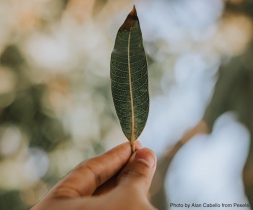 To celebrate #EarthDay, take some time to enjoy nature. Use your science skills to collect, photograph, &amp; examine one of nature's powerful organs, the leaf!
🌿Activity: bit.ly/3cIqTCb
Share your photos &amp; drawings using the hashtags #LeafWalk2020 #SubaruLovesLearning🍃