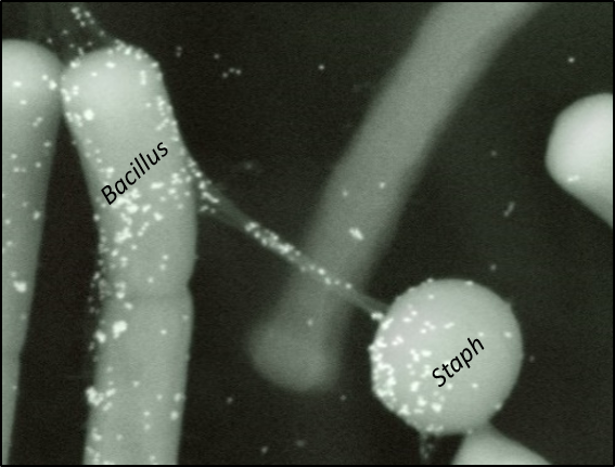 A COVID break:
Our paper is out! See how cell wall lytic enzymes travel along nanotubes to reach the surface of a neighboring bacterium, establishing nanotube connectivity! 
nature.com/articles/s4146…