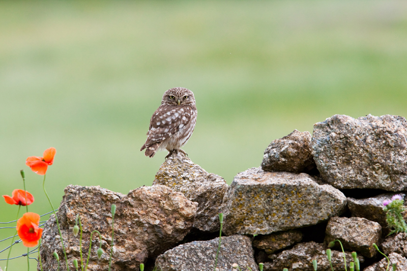 natapp_uk's tweet photo. Happy #EarthDay fellow Earthlings! Surely the day of all days to think about our relationship with our amazing planet. We can all do little things to help. Our fav idea - ditch material gifts for loved ones &amp; buy them a membership to your local @WildlifeTrusts or other #charity https://t.co/lCxwyN6zSM