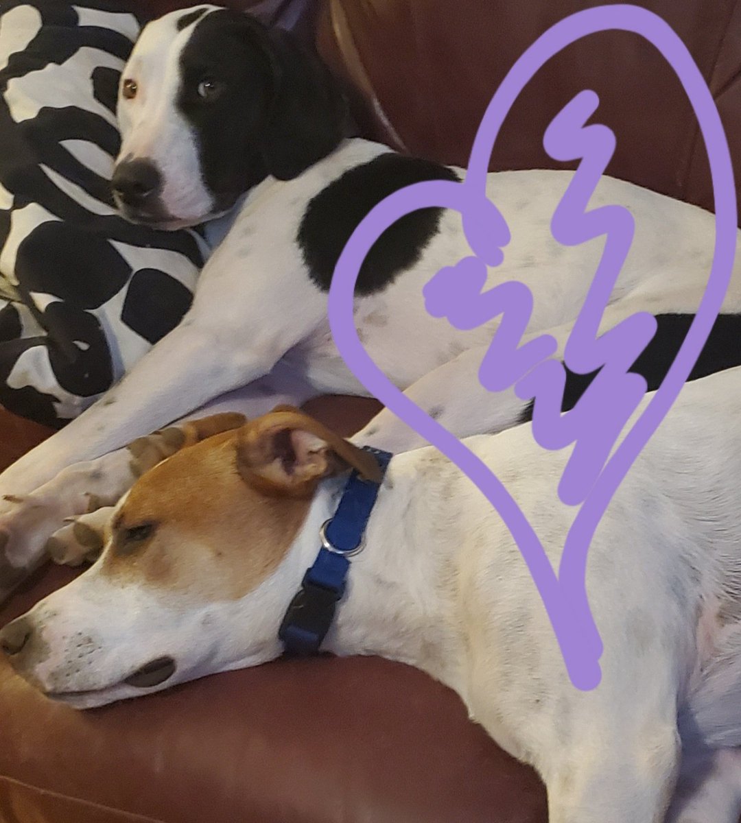 MbMcd3's tweet photo. No way these lazy pups would make it the K9 military ranks, but we appreciate all the effort and sacrafice the men and women in the service do for our freedoms!!🇺🇸🌎🇺🇲 #PACPride🐺#spiritweek🐺 #purpleup 💜💜💜@PatuxentAppeal https://t.co/QxoTrs9Dlz
