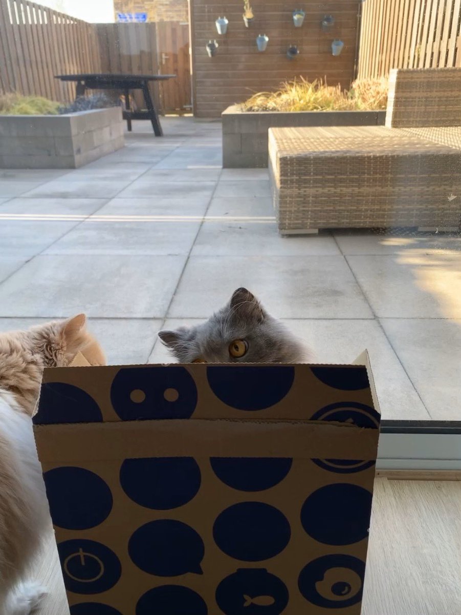 kris1988's tweet photo. Hi @bol_com ! Ik heb een logistiek probleem 😱 een recente bestelling kreeg ik in een prachtige doos! Nja onze katten vinden het vooral een prachtige doos 😸1 probleem: 1 doos, 2 katten 🙀 kan ik er nog zo 1 krijgen? Kunnen ze samen naar buiten kijken 😻 https://t.co/znokcbhN9o