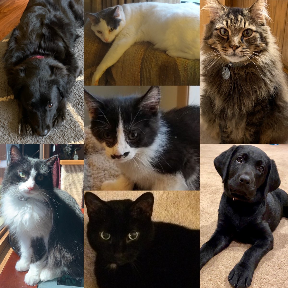 MHSStuServices's tweet photo. MHS Student Services pets showing up to wish you all a Happy Virtual Spirit Week! #mhspride #mhsspiritweek @MHSIrvine @MuskegoNorwaySc https://t.co/phAGReOuzG