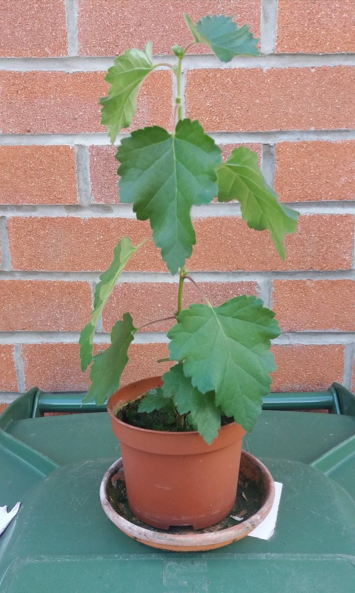 Misty4SRK's tweet photo. @SRKCHENNAIFC @iamsrk Remember the #SRKTree I planted 6 years ago?🌱🌿
It's now in its permanent position at the rear of my garden where it can flourish like my love for SRK and the earth we live in.💞
Planting fruits & veg now 🍅🥦🥒🌽🥬😁
#EarthDay2020
#StayAtHomeSaveLives https://t.co/vjfnLYK8v3