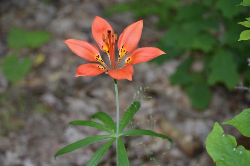 Happy Earth Day! 🌍🌱🌼 To celebrate earth day from home, we invite you to experience a KLT property virtually through this video by volunteer Bob Orrett featuring the Cation Wildlife Preserve here: youtube.com/watch?v=vE41kW… #kawarthalandtrust #protectingthelandyoulove