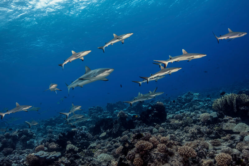 SharkprojectD's tweet image. Auch einzelne Personen können großartige Erfolge erzielen. Dank Marit Miners &amp;amp; ihrem Mann erholt sich die Unterwasserwelt in Misool spürbar. Korallen wachsen nach, Fischbestände nehmen zu &amp;amp; Haie kehren zurück #recovernature #sharkproject #savetheocean