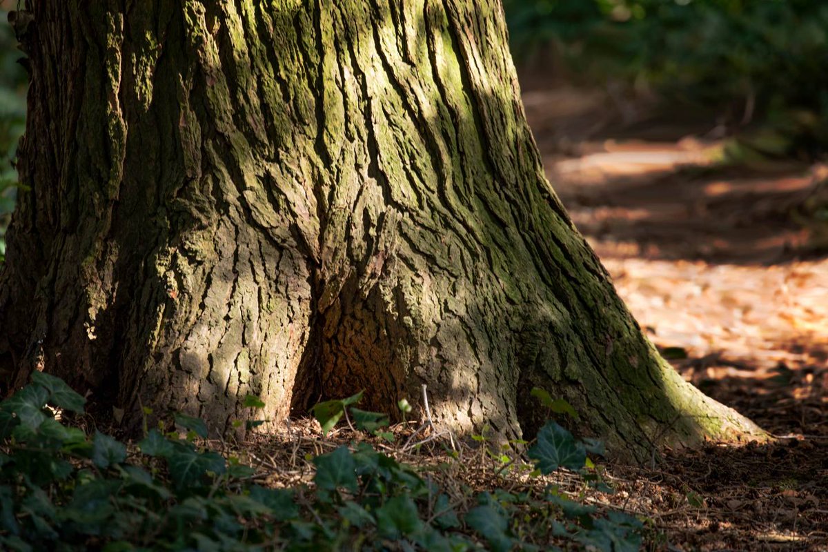 Princeton's tweet photo. Connor Matthews ’20:
 
“As I listened ... it awakened a sense of inescapability from constant human-generated noise … made me find a greater appreciation for going on hikes &amp; runs outside of town to escape the constant droning of vehicles &amp; other anthropogenic sounds.” #EarthDay https://t.co/atUcRzyL4g