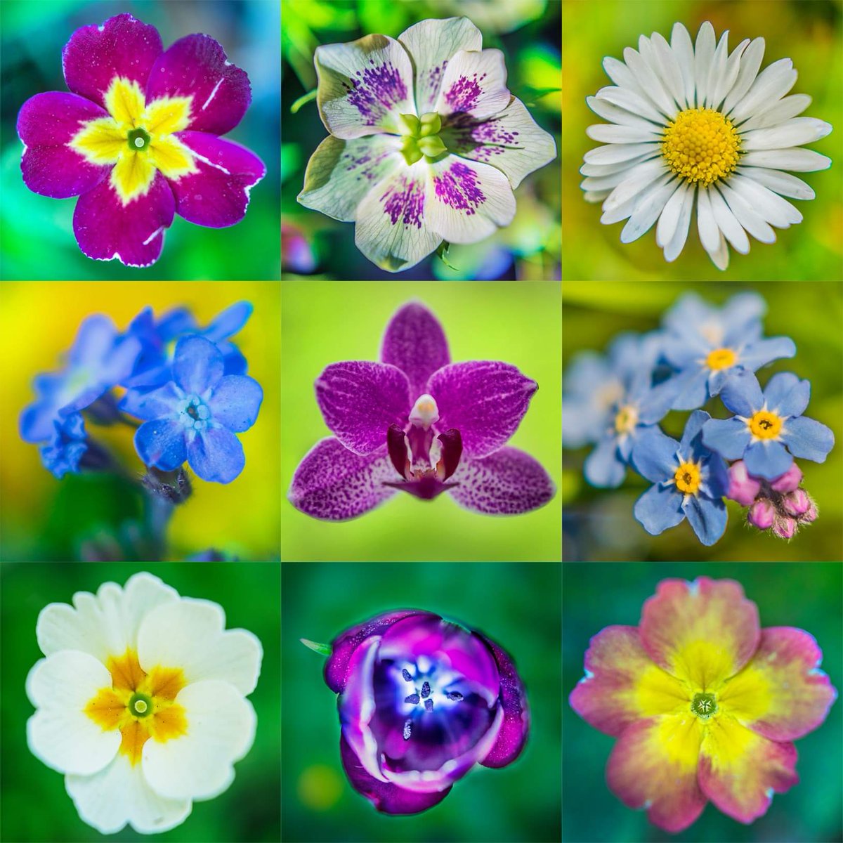 This afternoon <a href="/Tattonphoto/">Tatton Photography</a> have been in the garden enjoying the flowers #Flowers #closeupphotography #tattonphoto #tattonphotography