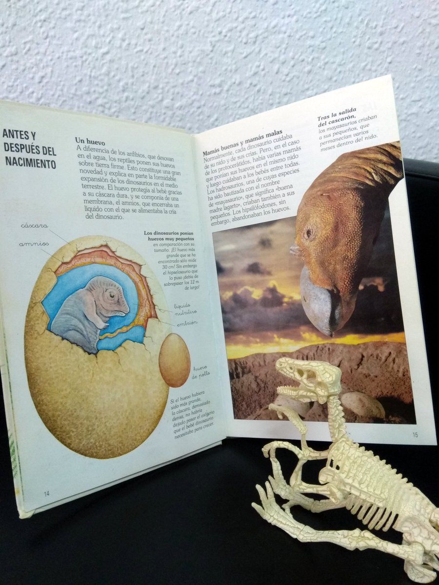 SharpTeethGames's tweet image. Boney benefit of being at home to study the history of dinosaurs! 🦖📔
#gamedev #IndieGameDev #indiedev #indiegame #Boney #StayAtHome  #MeQuedoEnCasa