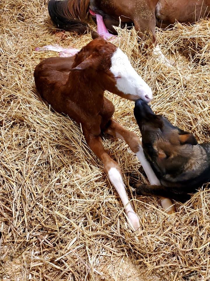 PA_PHBA's tweet photo. Look at this beauty born at Daydream Farm in Hamburg PA! By Social Inclusion out of Assinigini. https://t.co/L2vMwgiJzM
