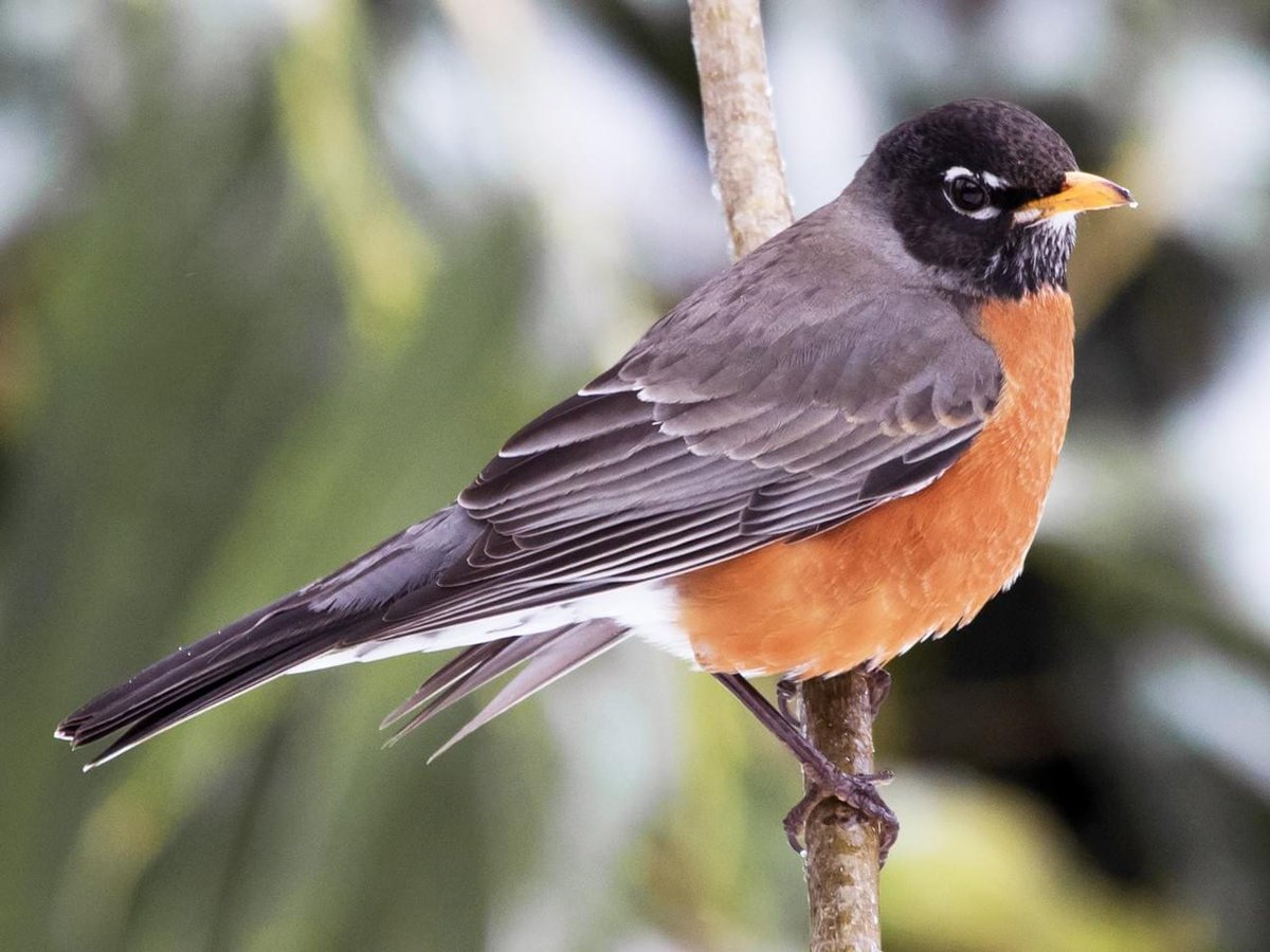 cultura_mx's tweet photo. En el marco del #DíaDeLaTierra, te invitamos a escuchar el canto de decenas de aves con el acervo sonoro de la @Conabio. 🐦 🦜 🦢

Conoce en nuestro portal #ContigoEnLaDistancia parte de la biodiversidad que alberga nuestro país 👉🏾 https://t.co/4KACpqEvi5 https://t.co/l3GVihcsMJ