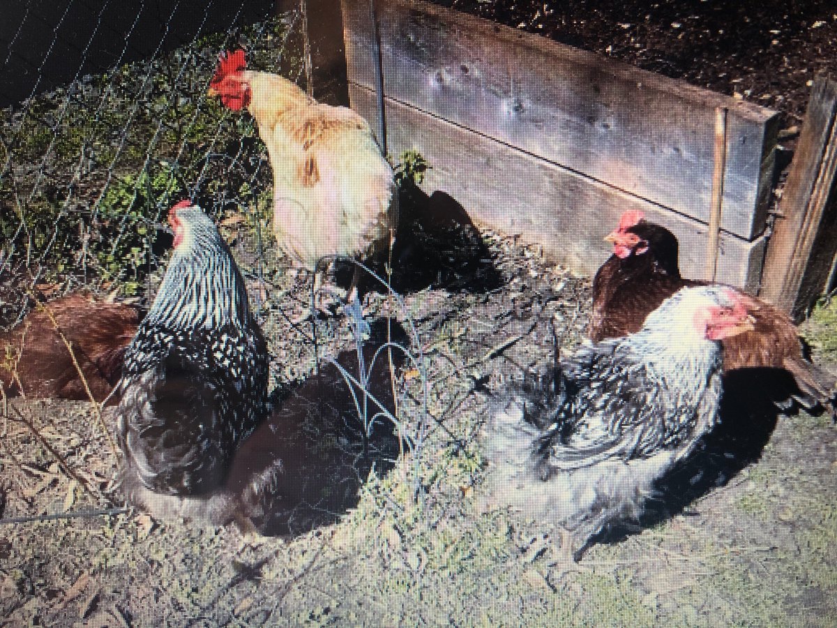 Thorne Guidance tweet media