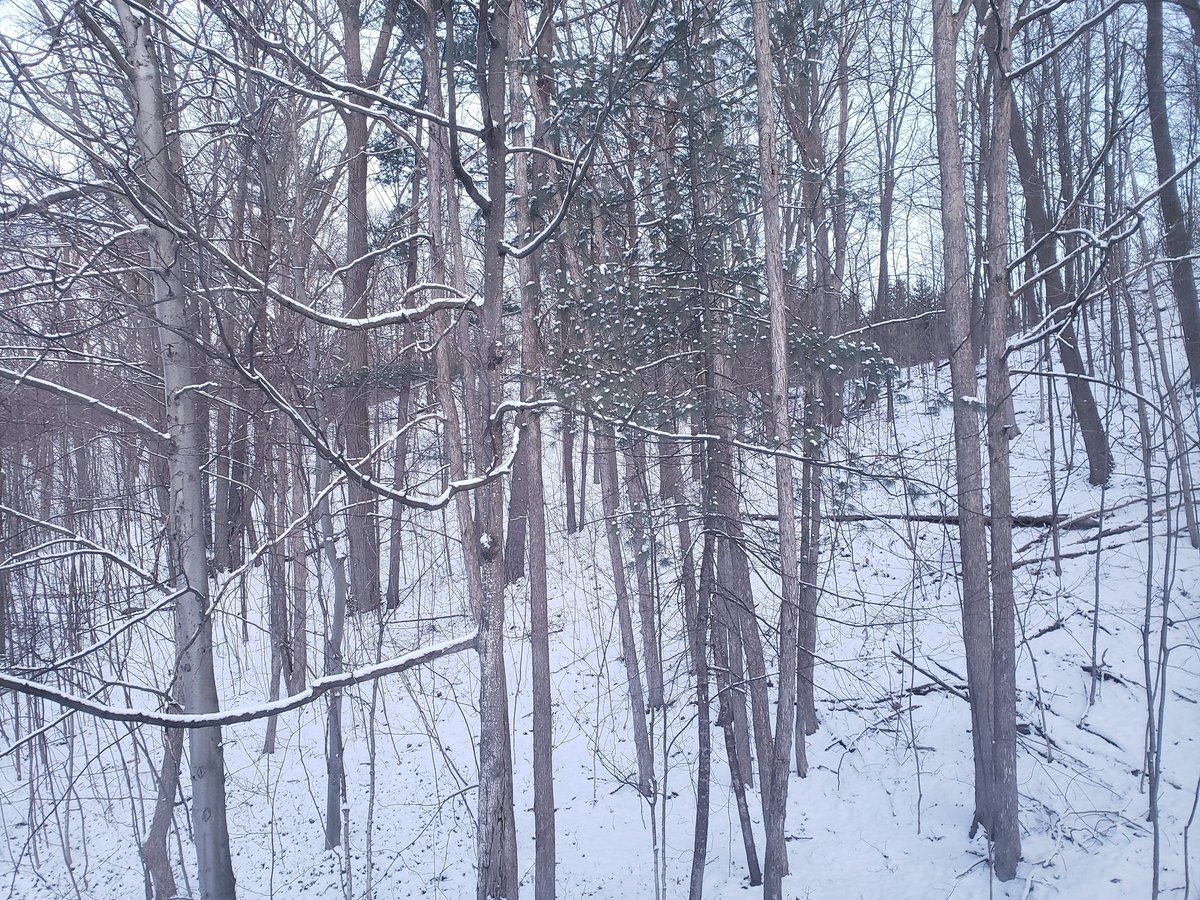 AgilitywAmanda's tweet image. #wokeup to #snow this morning 😬🇨🇦

#canadianspring #spring #springsnow #springsnowstorm #snowfall #snowlandscape #landscapephoto #forest #canadian #canada