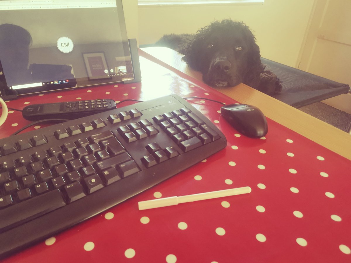 anewday84's tweet photo. Working from home buddy #dogsoftwitter https://t.co/J0lj4vIkJQ