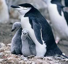 ReynaSchedler's tweet photo. 1/4 Evaluaron cambios estacionales en dieta y consistencia de forrajeo individual de 3 especies de pingüinos Psygoscelis; Gentoo, Adelie y Chinstrap. Proporciona información sobre vulnerabilidades a las presiones ecológicas/explicar las disminuciones en especies #CCARE1 #Herman17 https://t.co/oc9cLSOkER