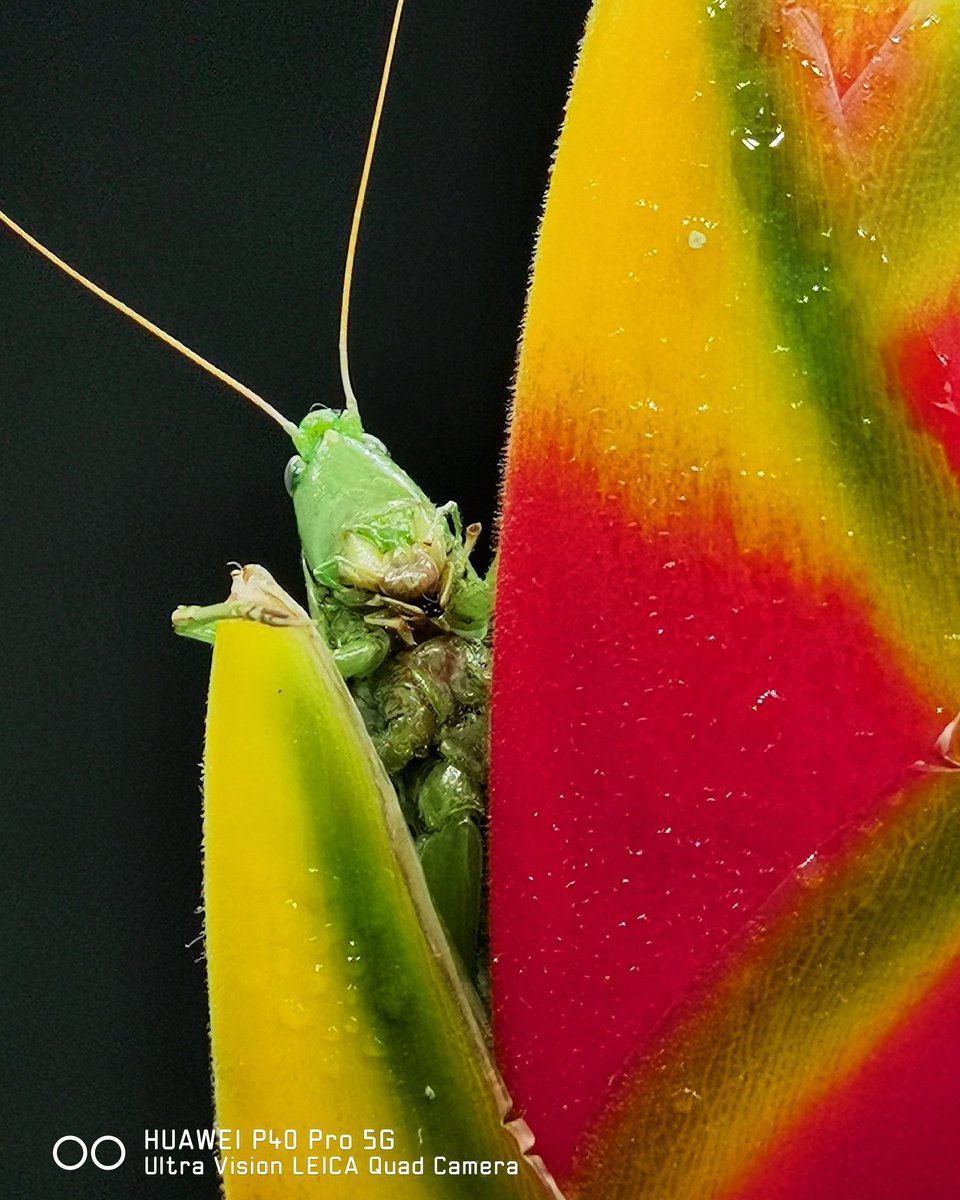 antopastrana's tweet image. La Fotografía Movil nos permite mantenernos creativos en esta cuarentena, Chapulin escondido detrás de una heliconia, saludos  @HuaweiMobileMx @HuaweiLatam @HuaweiEnt @HMS_GlobalPage @HuaweiFacts @HuaweiMobile  foto tomada con #Huawei #P40pro #Promode