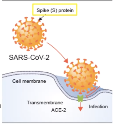 SARS-CoV-2 infects on the surface. Using its spike proteins to bind and recognize the cellular receptor. This is how the virus gets into the cells.  #FarberCOVID19