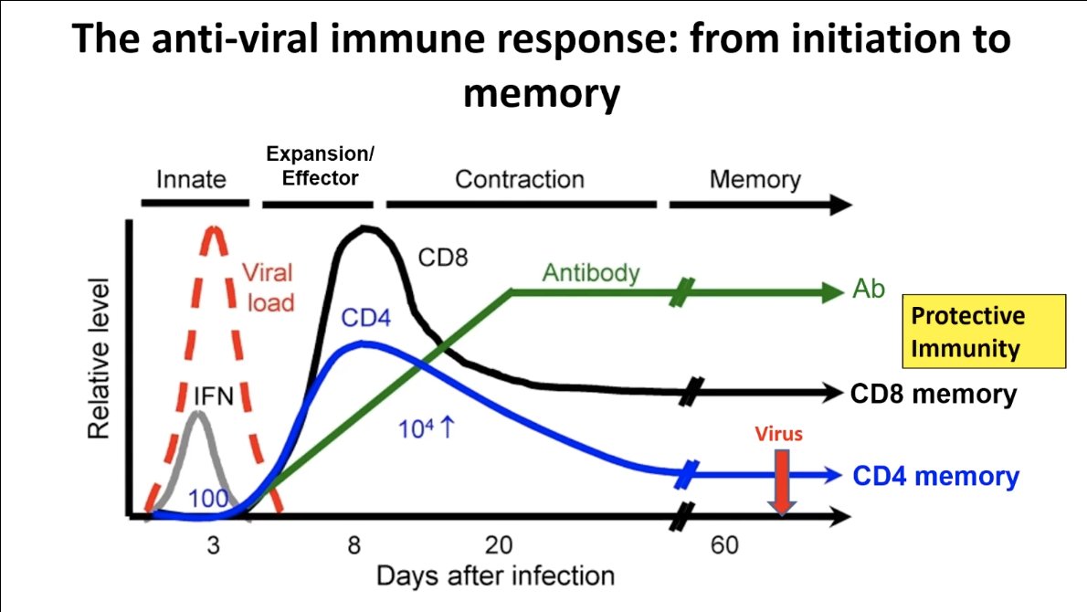 You actually maintain a population of expanded CD4 and CD8 cells and antibody that comprise the immunological memory. Giving you protective immunity against the virus in the future.  #FarberCOVID19