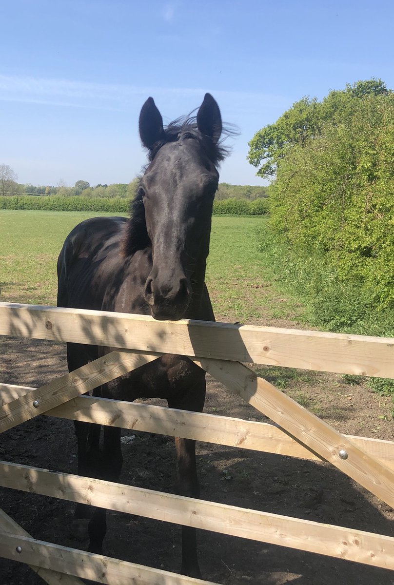 alexdunn_racing's tweet photo. Our yearling by Passing Glance out of Holy Veil. He is a super looking chap. #NationalHunt #Willbeforsale https://t.co/5xqSDS8xJ8