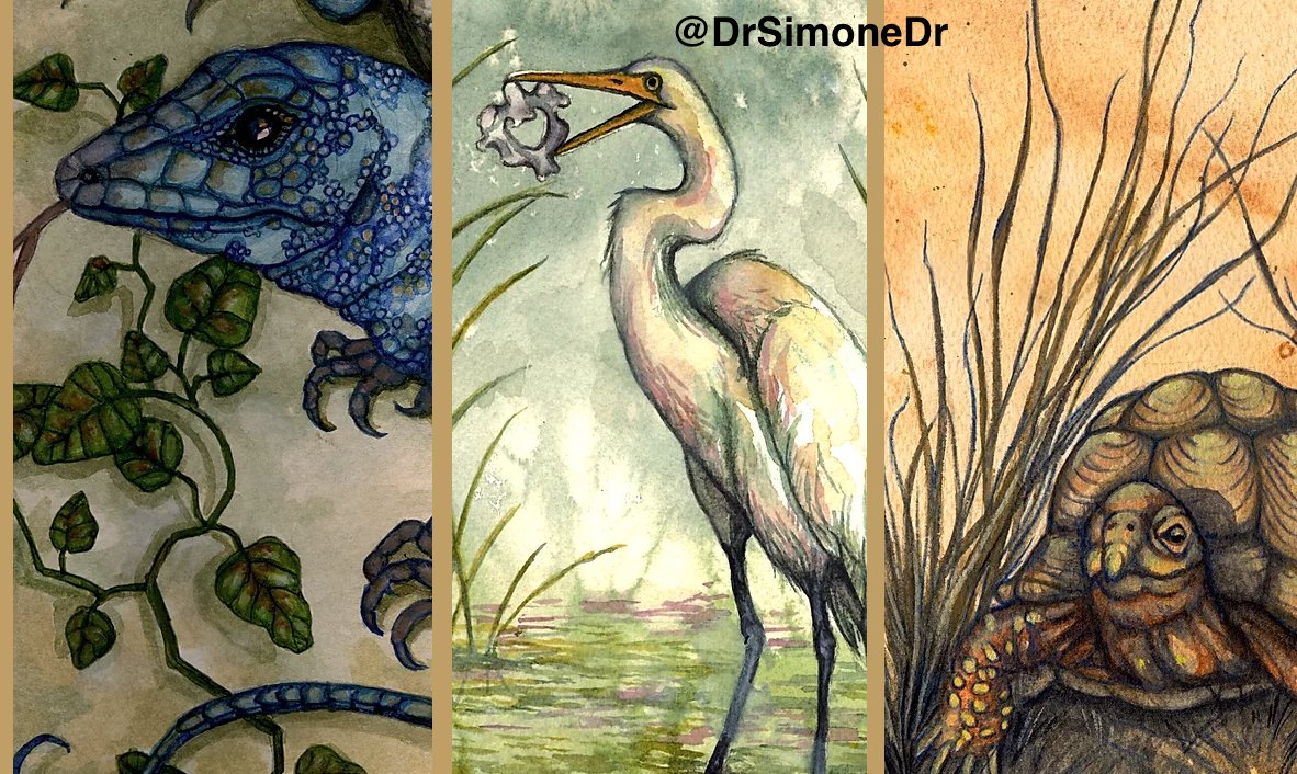  @DrSimoneDr - an old friend who I just discovered on twitter. SciArt & ecoevo of climate change (HER ART SCREENSHOT BELOW) @emily_ostrow - BIRD PERSON and GRFP awardee.  @CJEMetcalf - multifaceted evolutionary ecologist, recently tenured  @Princeton