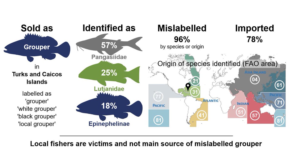 Really proud of our new study (<a href="/Marta_C_Calosso/">Marta Calosso</a> <a href="/JABClaydon/">John Claydon</a> @stefanako71 <a href="/DonnaCaw/">Donna Cawthorn</a>) showing widespread use of imported #seafood species as substitutes for #grouper in #TurksandCaicos doi.org/10.1016/j.bioc…
#SSF #smallscalefisheries #seafoodmislabelling #bluejustice