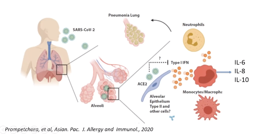 Back to the innate response to viral infection (first phase of immunologic response): Type I Interferons-produced by infected cells, triggers pathways to inhibit viral cell replication in the cell, and trigger recruitment & activation of innate cells.  #FarberCOVID19