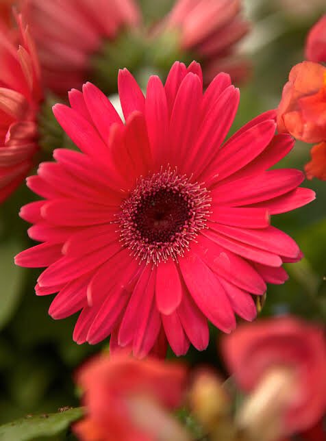 gerberas - happiness and joy.