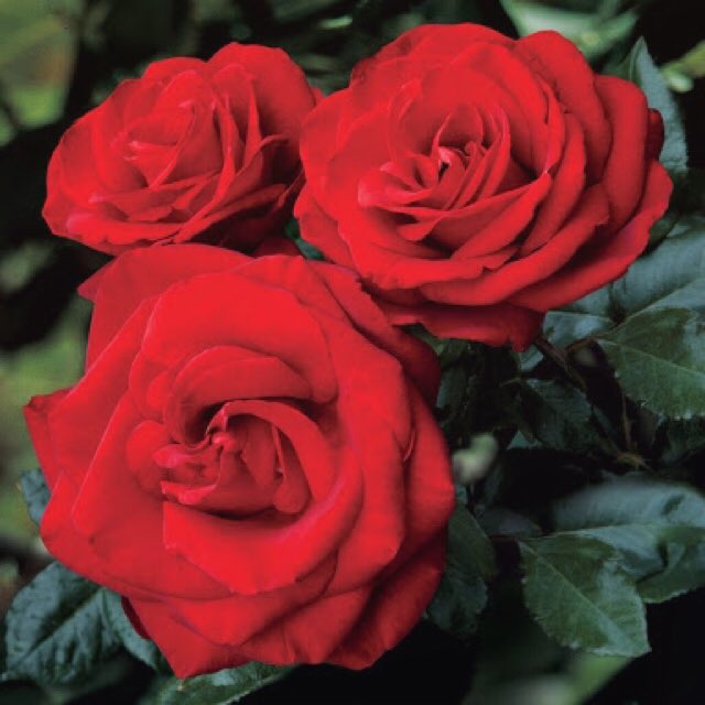 roses - love, longing or desire.