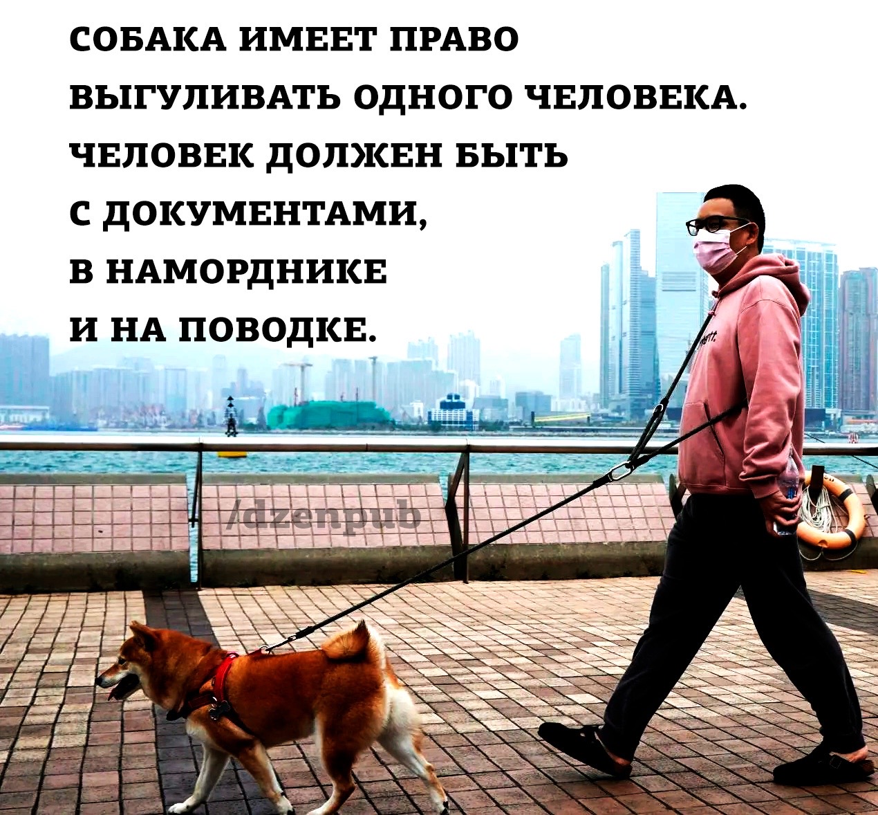 Прогулка с собакой юмор