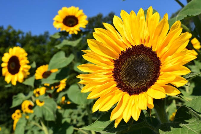 sunflowers - adoration, loyalty and longevity.