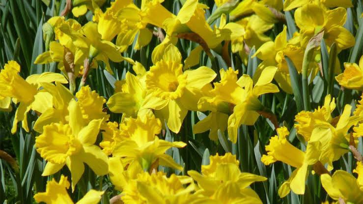 daffodils - rebirth and new beginnings.