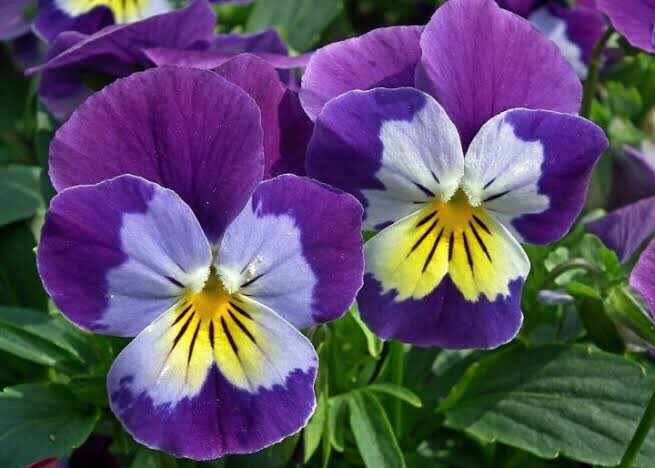 pansies - love or admiration of one person for another.