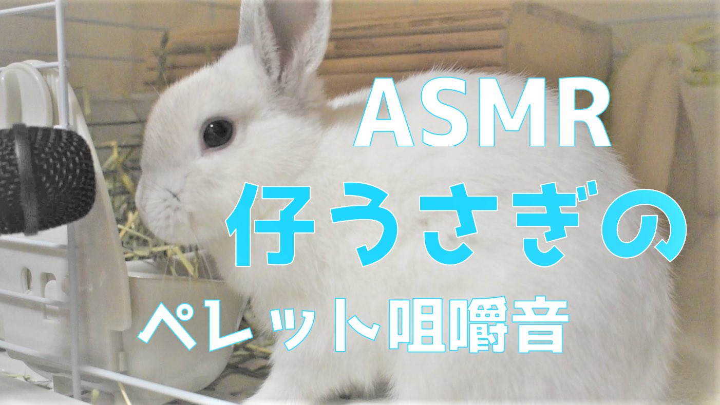 るゆ うさぎ飼育 Ruyu Rabbit Twitter