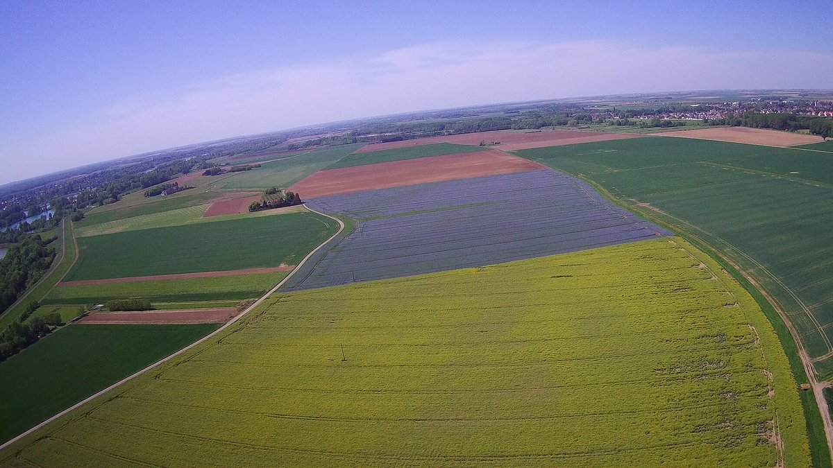 Dubut floraison lin/fin floraison colza