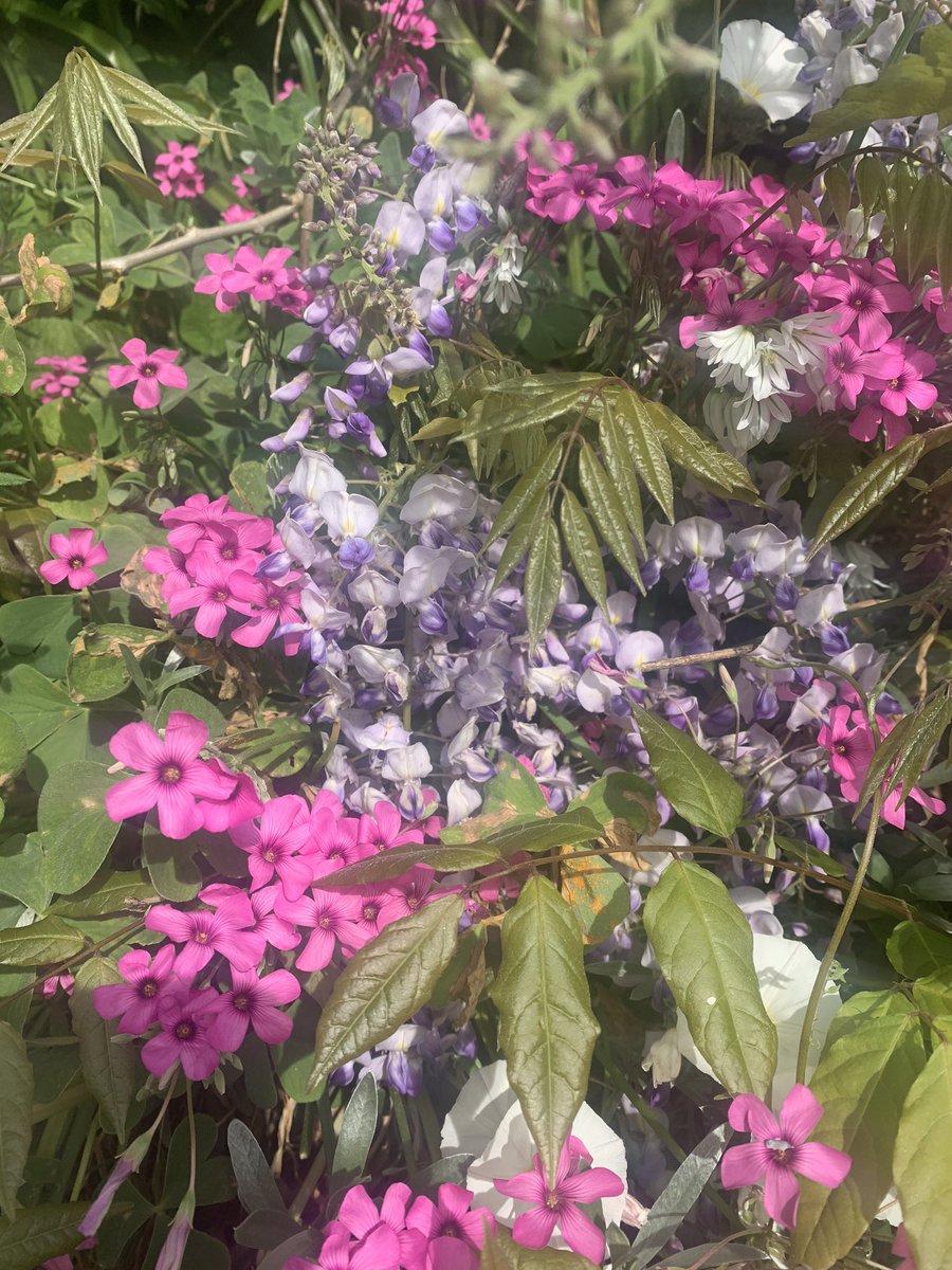 helier_st's tweet photo. Even more town flowers. https://t.co/TGm3poDRAS