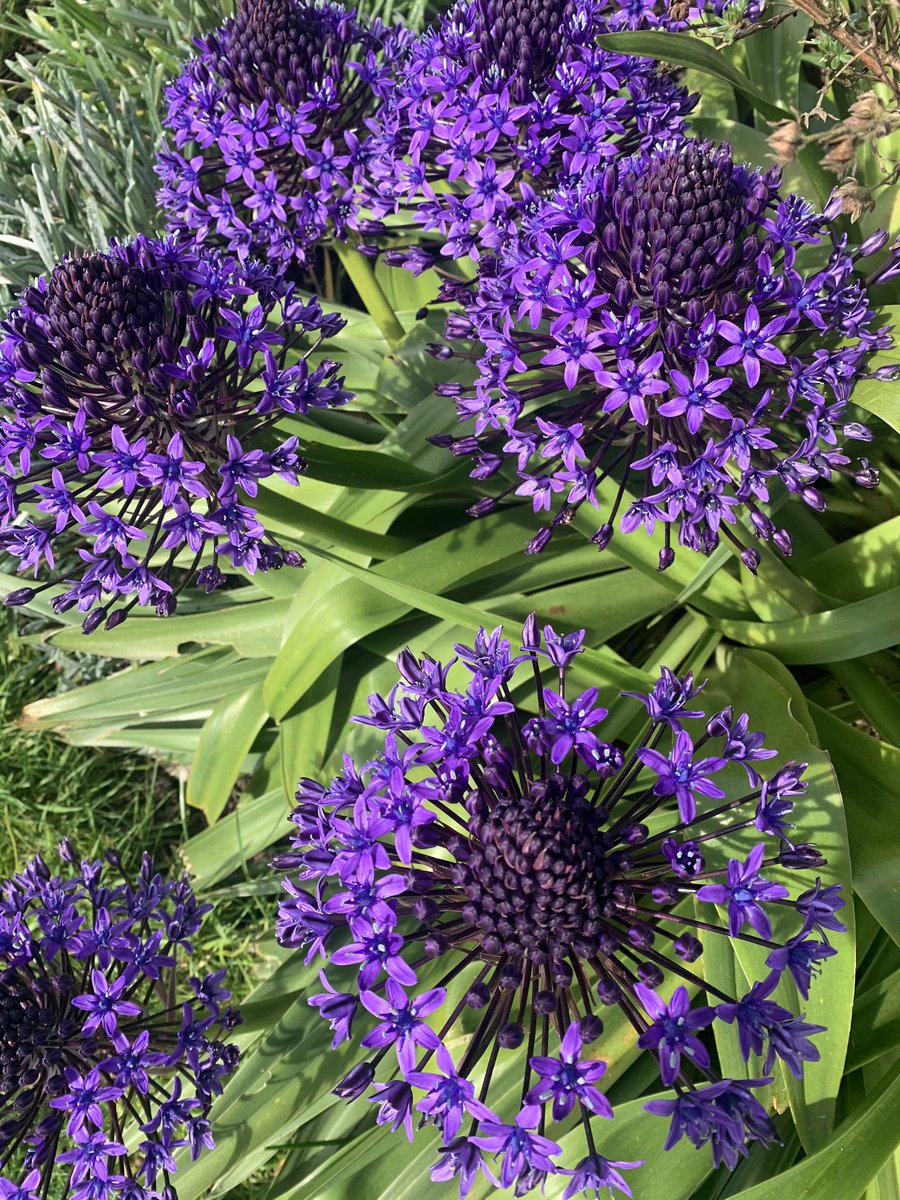 helier_st's tweet photo. Even more town flowers. https://t.co/TGm3poDRAS