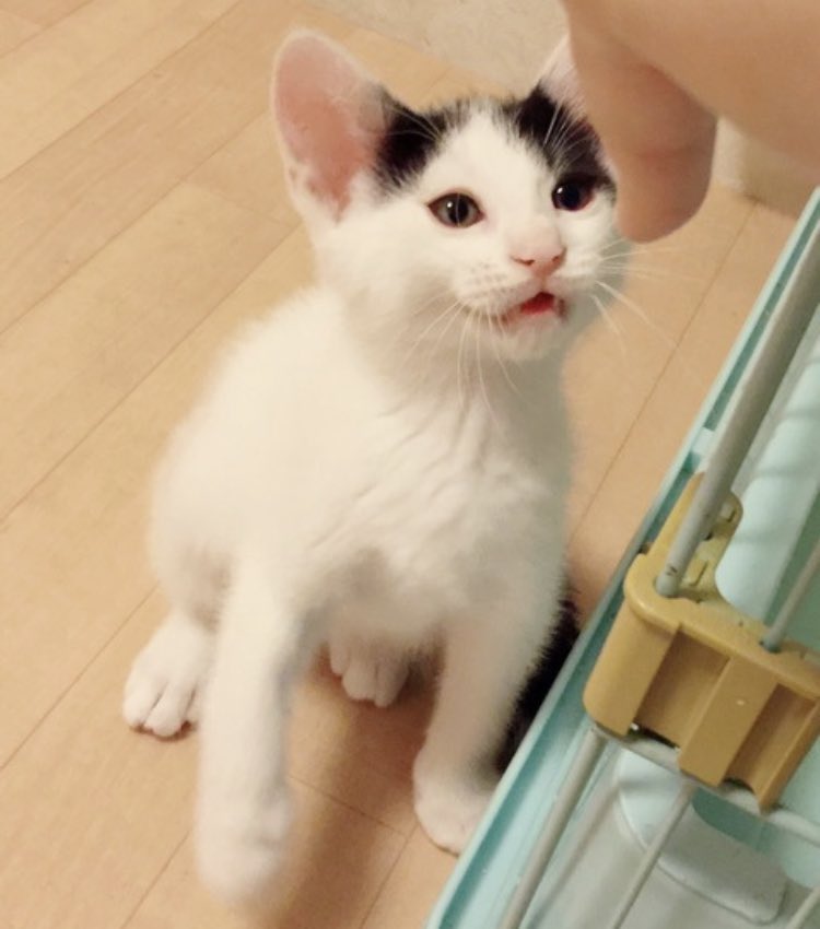 アトリエほっかむ On Twitter いたいけな薄幸の美少女ぽい仔猫は 立派に成長して幸せいっぱい巨猫になりました 拝啓 保護主様 兄弟の中で1匹だけ貰い手が見つからず行き遅れたぼくは ネコ描きの作家と元気に生きてます 猫バトン これがこうやで 今日のそよ