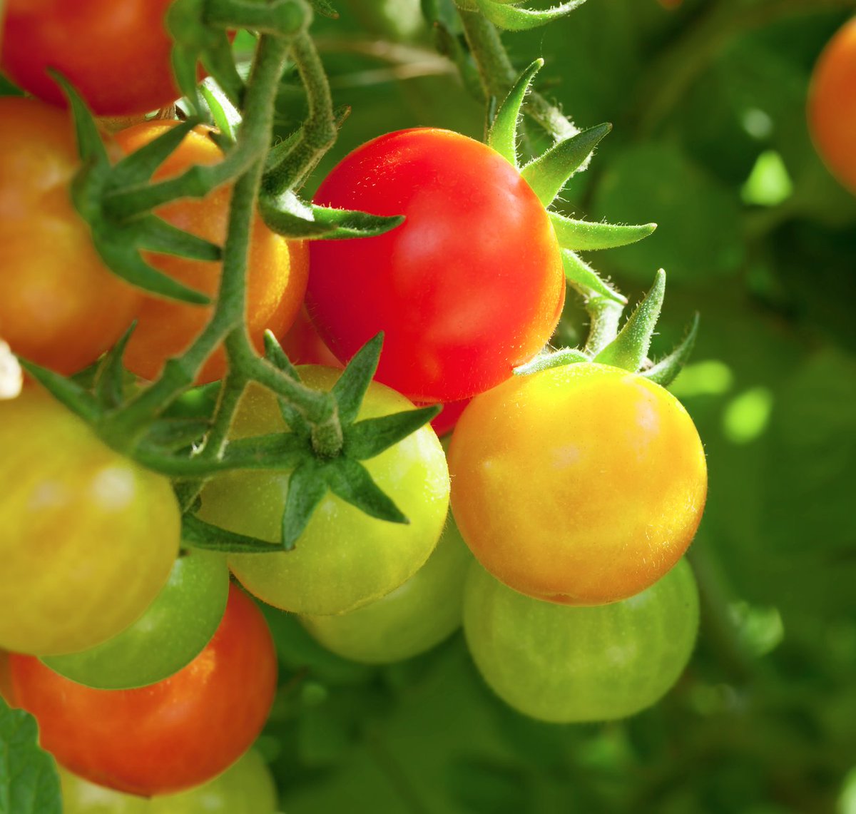 edenresearch's tweet photo. For farms around the globe to produce high quality food in the most sustainable manner and feed the world's growing population means #EarthDayEveryDay.
Using biological products and reducing residues is one element of this.
#EarthDay #Sustaine #Mevalone #Cedroz https://t.co/z2rbS0E2nB