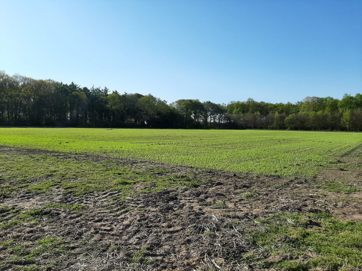 Voor het eerst gerst op het land. Het ziet er goed uit,  mooi groen. 👩‍🌾👨‍🌾🌱#biologisch #bio <a href="/DimenceGroep/">DimenceGroep</a> <a href="/Dimence/">Dimence</a>