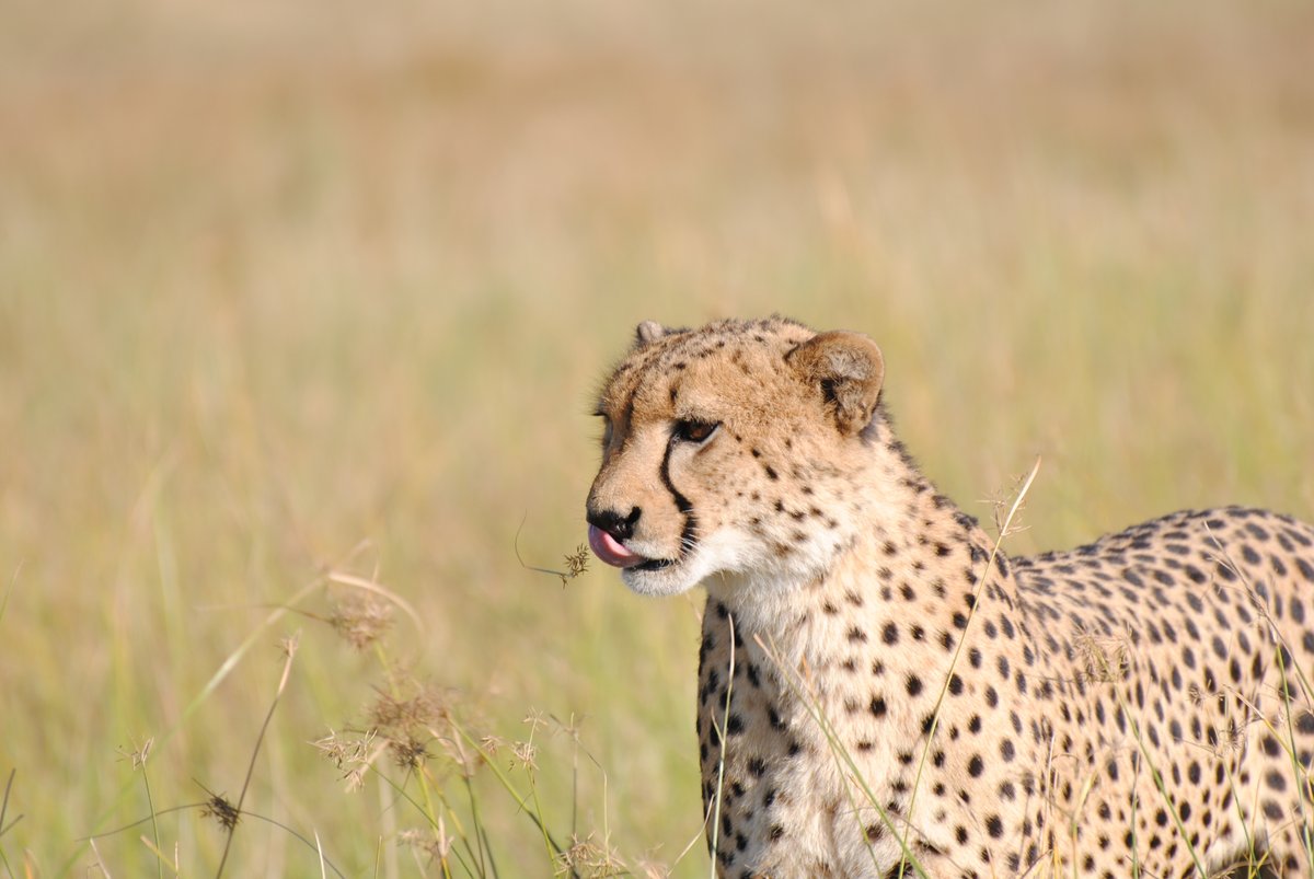 Cheetahs are my favourite big cats! They are amazingly well camouflaged and usually super hard to spot (hehe). Did you know cheetahs make a chirping sound? #NatureEscapes  #EarthDay  
