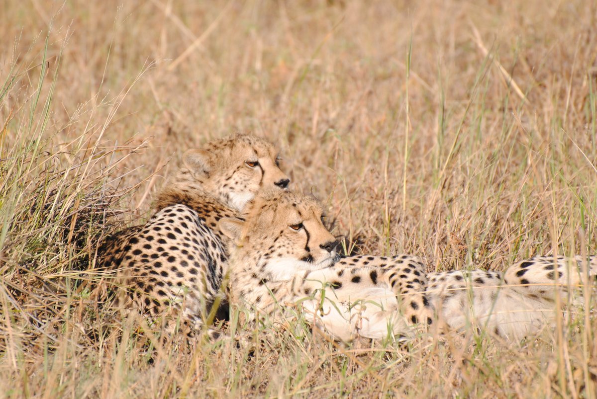 Cheetahs are my favourite big cats! They are amazingly well camouflaged and usually super hard to spot (hehe). Did you know cheetahs make a chirping sound? #NatureEscapes  #EarthDay  