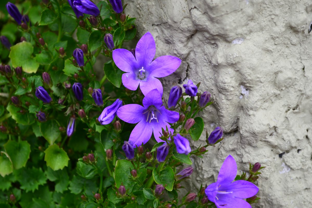 Hannah_Hannes's tweet photo. Happy #EarthDay2020! At a time when many of us are finding nature especially comforting, it feels even more important to celebrate the beauty and remind ourselves that we are all guardians of nature. 🌍🌸🌳
Cherry blossom, campanula, and ivy-leaved toadflax.
#SpringNatureDiary https://t.co/gbWNngKQnu