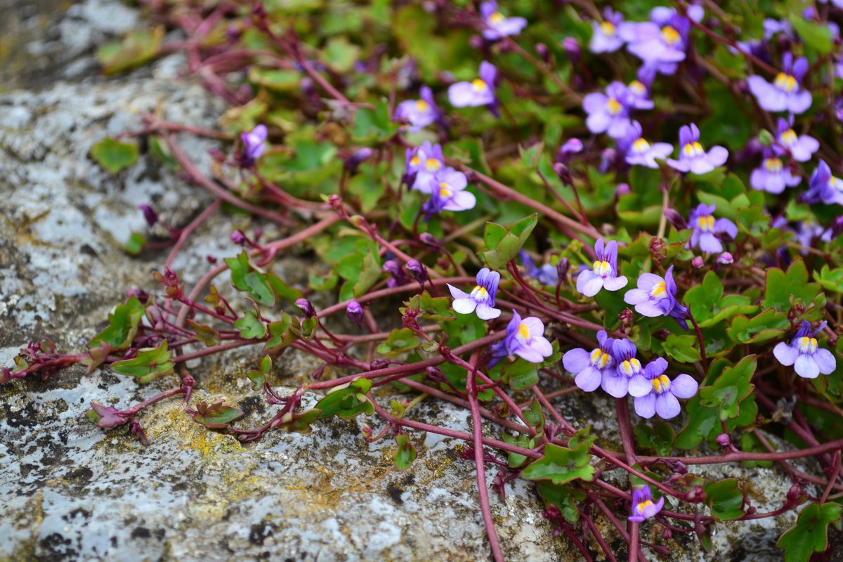 Hannah_Hannes's tweet photo. Happy #EarthDay2020! At a time when many of us are finding nature especially comforting, it feels even more important to celebrate the beauty and remind ourselves that we are all guardians of nature. 🌍🌸🌳
Cherry blossom, campanula, and ivy-leaved toadflax.
#SpringNatureDiary https://t.co/gbWNngKQnu