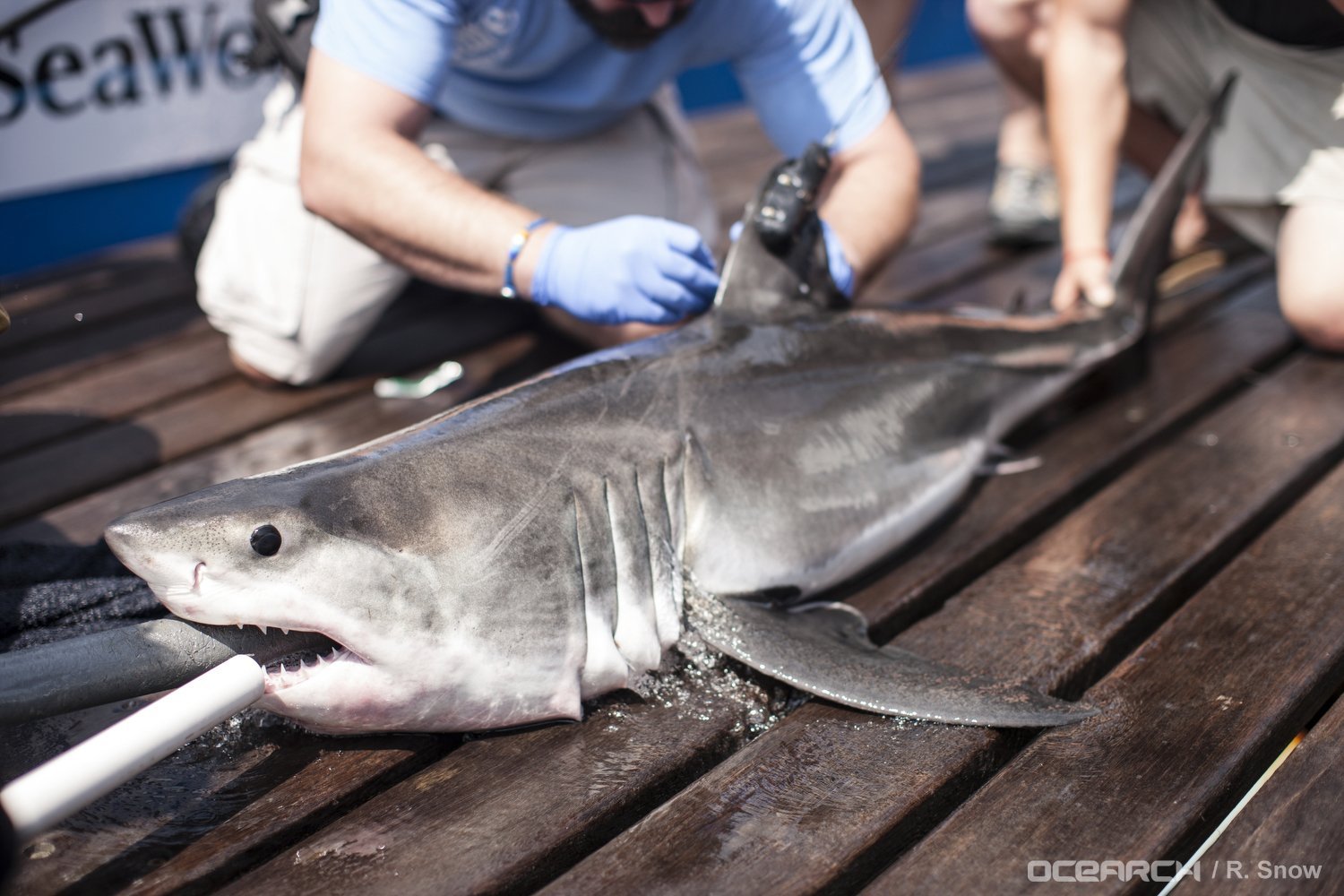 Newborn Great White Shark