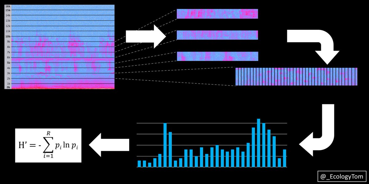 An acoustic index is a metric derived from audio recordings, simplifying the complexity of sound into a single number. If we can find associations between acoustic indices and classic biodiversity metrics like species richness, it could facilitate monitoring on a huge scale. 2/10