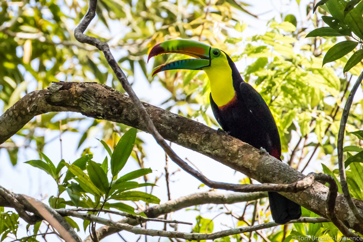 Will this pattern hold in other parts of the tropics? Or in temperate regions? We need more research! Hopefully useful for those working in   #Conservation,   #Bioacoustics &   #acousticecology 10/10