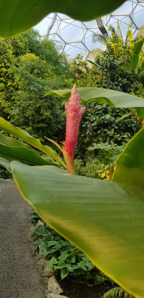 kaamayni's tweet photo. "The world is full of magic things, patiently waiting for our sense to grow sharper." WB Yeats

@edenproject can't wait to visit you again &amp; learn more on #environment + #ClimateAction! 💚🌎💫

#EarthDay
#earthdayeveryday #bettertomorrow #EnvironmentAmbassadors https://t.co/BRWvRezGA5