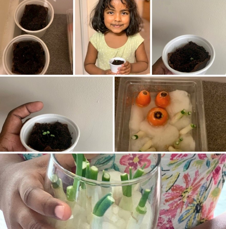 MrsShahLHS's tweet photo. Loved seeing what you all were getting up to at home! 🌱🥕🌻🌷 #Year1HomeLearning @HeadLHS @LHS_Watford https://t.co/t6Q3brpprK