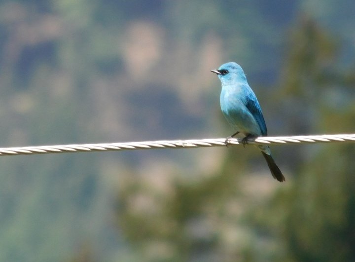TheVillster's tweet photo. Don't know the name of this little beautiful bird but it gives me joy when i clicked his activities 🐦🐦 #himachalpardesh #EarthDay2020 #nature
@ParveenKaswan https://t.co/f3llRZHGep