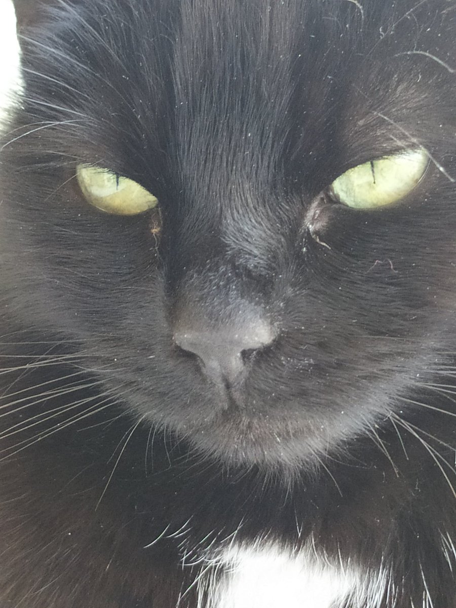 Kitkat_Kat63's tweet photo. @JacksonCallme @SoxandD Here's mine #KittyNoseWeek https://t.co/cF4gRncQf5
